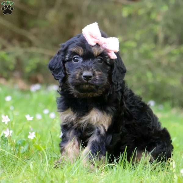 Cindy, Dachshund Mix Puppy